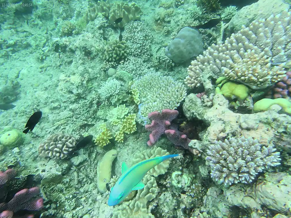 A blue-green wrasse over branching and plate coral