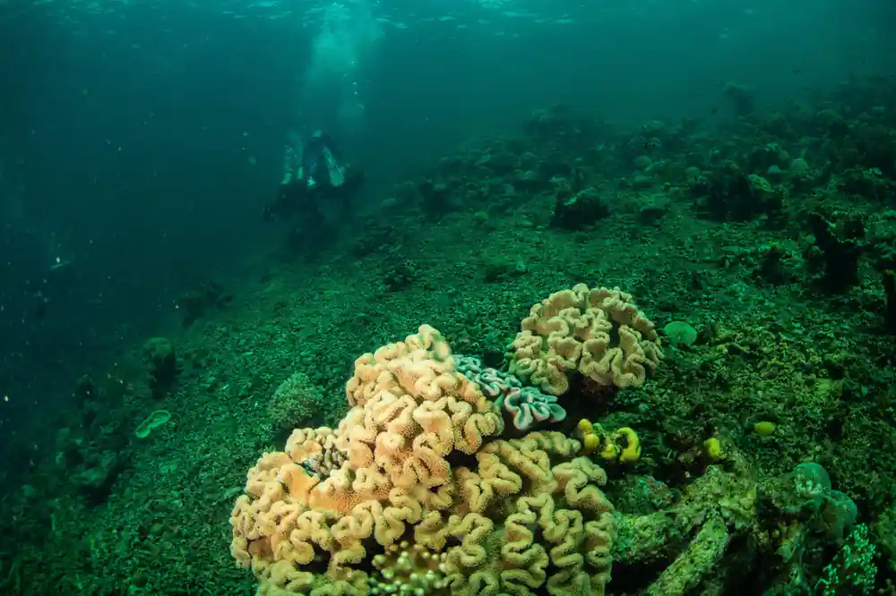 Soft leather corals in green water on the reef floor