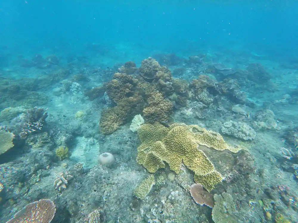 A wide field of plate and boulder coral in pale water